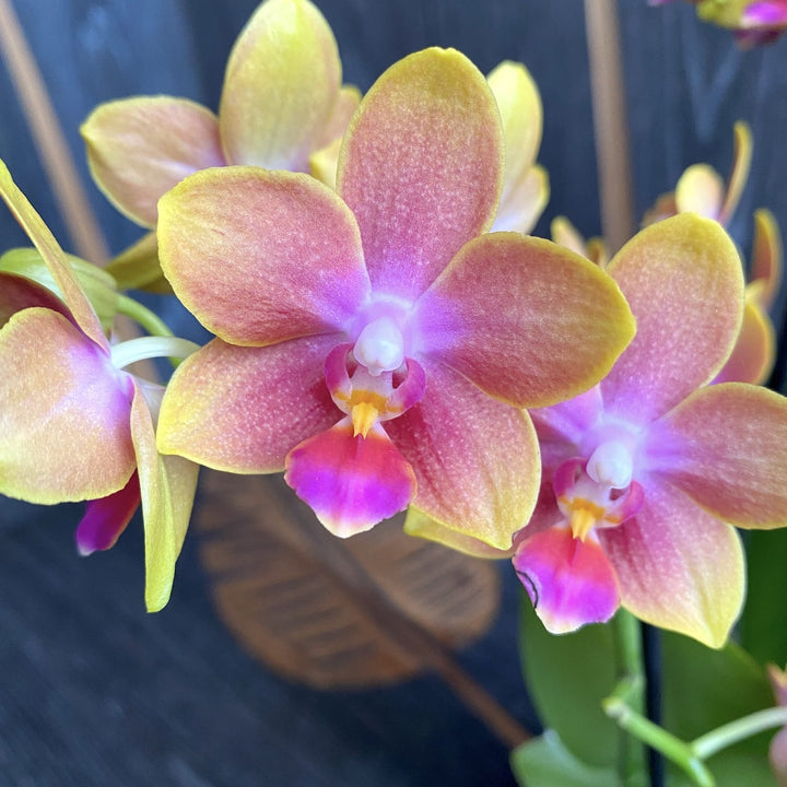 Phalaenopsis Miki Golden Sand (variation)