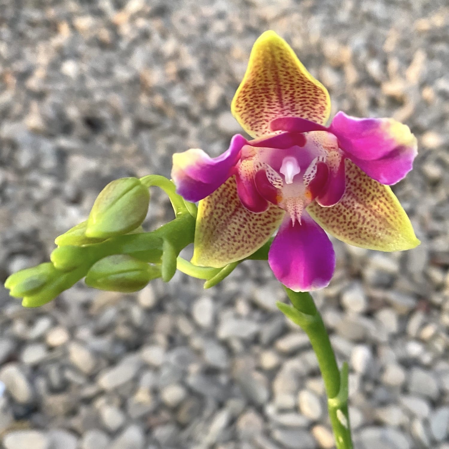 Phalaenopsis Miki Golden Sand '1363' (pelorisch - 3 lippen) *geparfumeerd