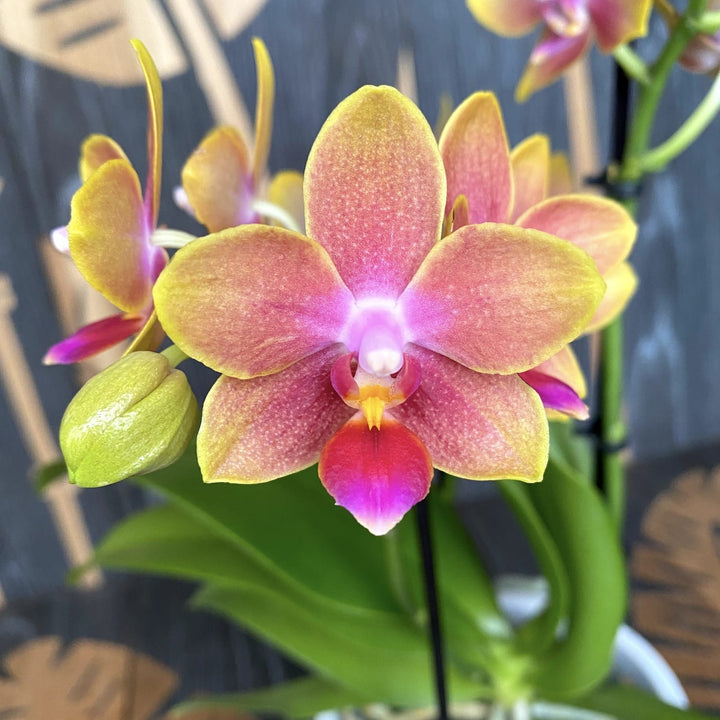 Phalaenopsis Miki Golden Sand (variation)