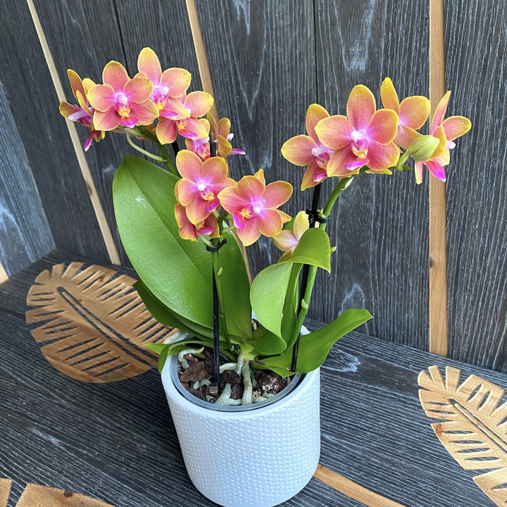 Phalaenopsis Miki Golden Sand (variation)