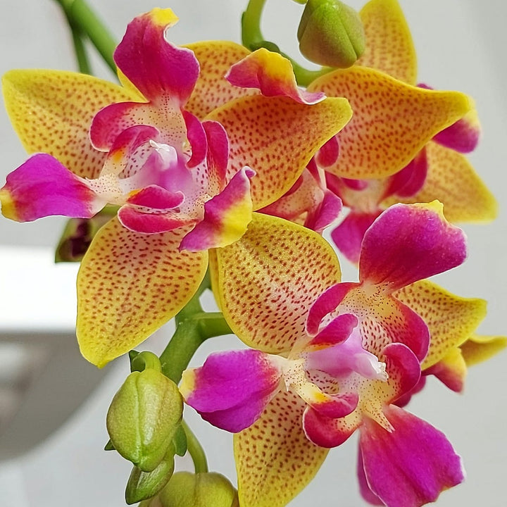 Phalaenopsis Miki Golden Sand '1363' (peloric - 3 lips )