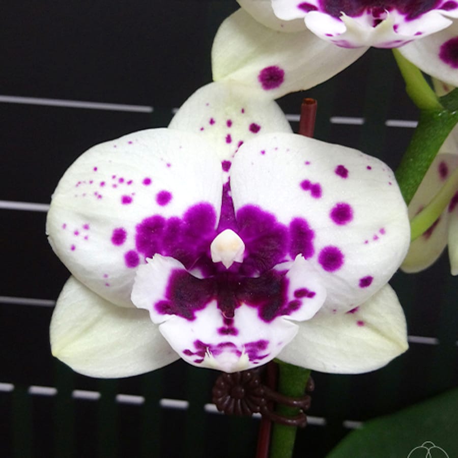 Phalaenopsis Miki Golden Treasure '515'