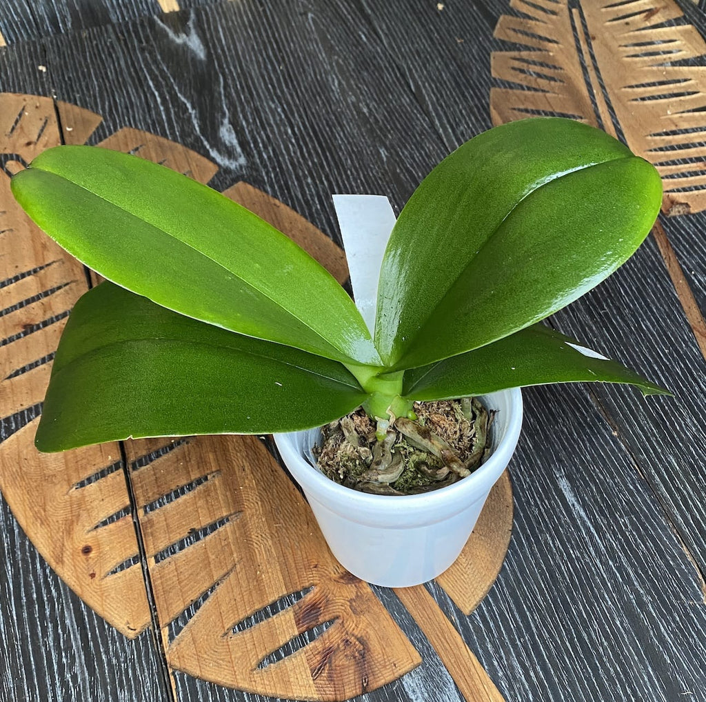 Phalaenopsis Miki Golden Treasure '515'