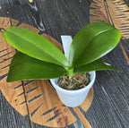 Phalaenopsis Miki Golden Treasure '515'