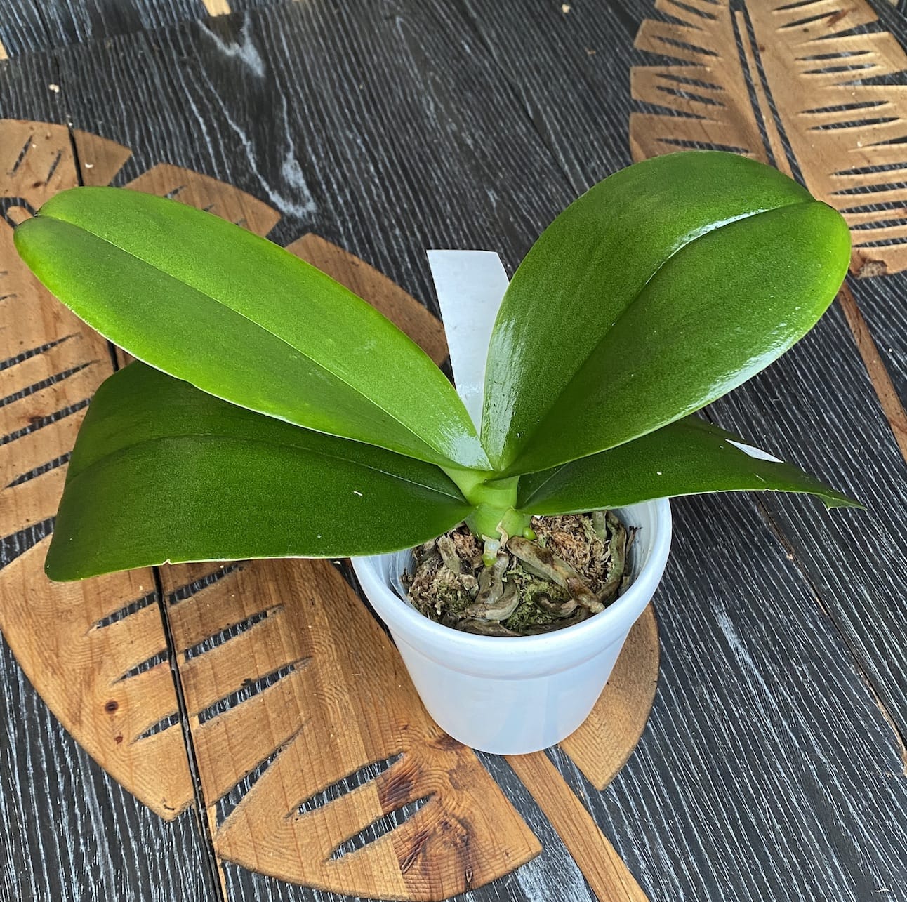 Phalaenopsis Miki Golden Treasure '515'