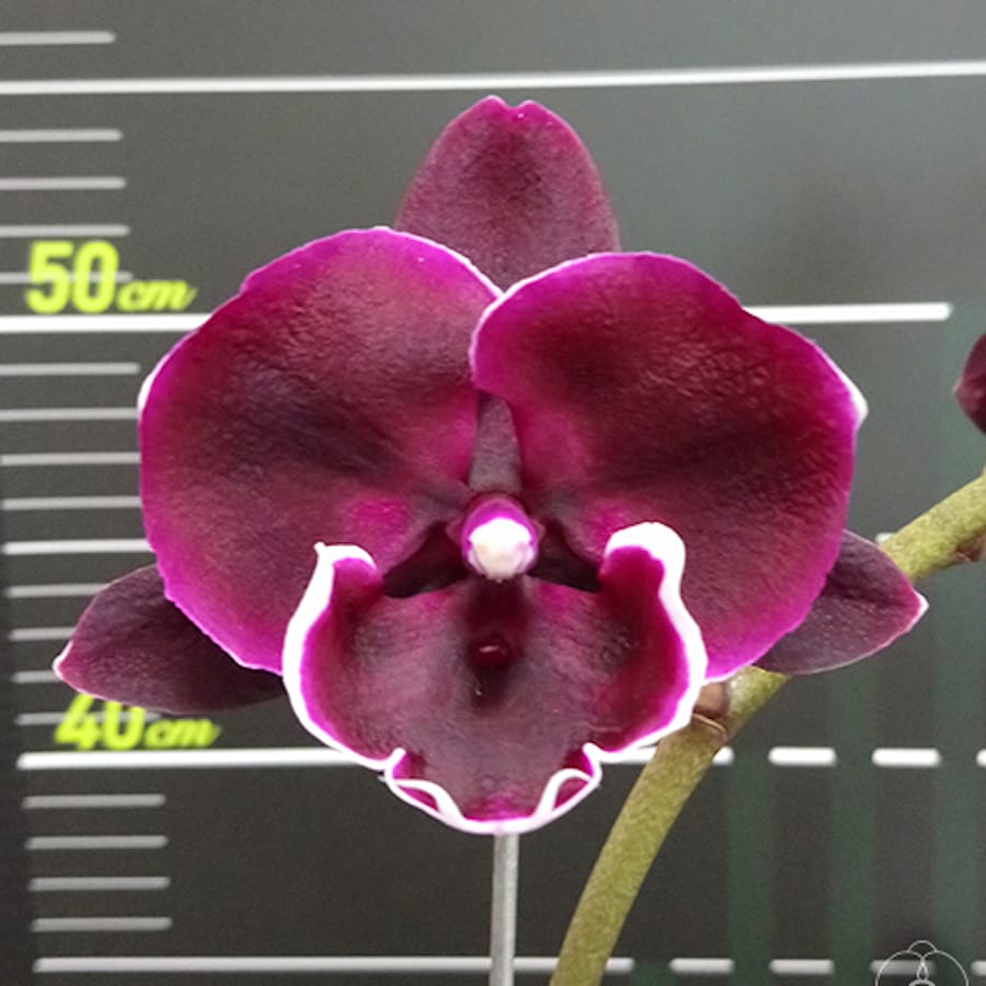 Phalaenopsis Miki Humor '468'