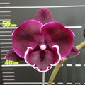 Phalaenopsis Miki Humor '468'