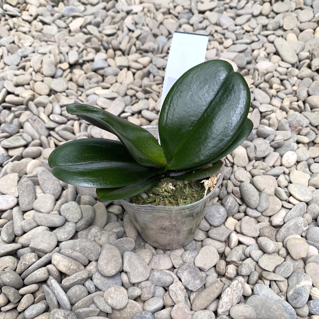 Phalaenopsis Miki Hortensia '562'