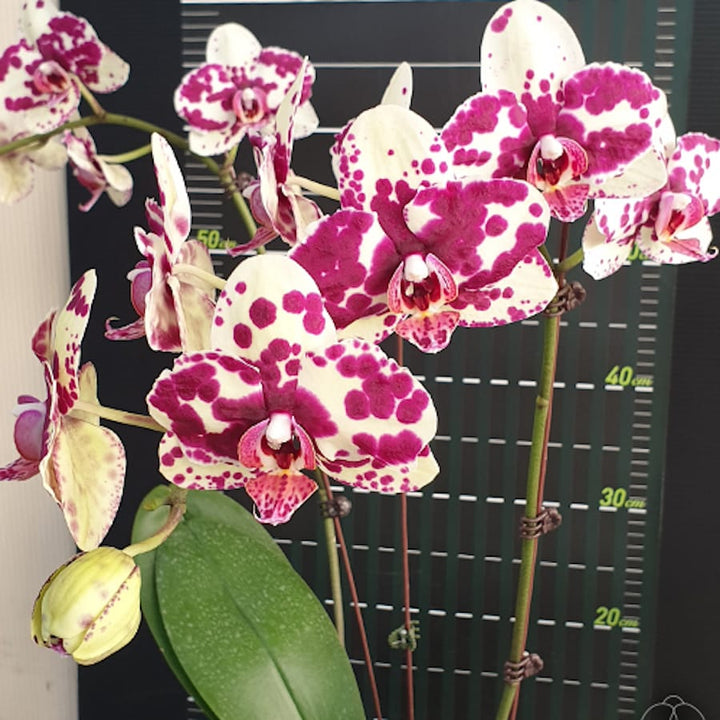 Phal. Miki Ink Point '496'