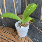 Phalaenopsis Miki Ink Point '496' (große Blüten - 9cm)