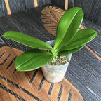 Phalaenopsis Miki Little Fox (peloric - butterfly)