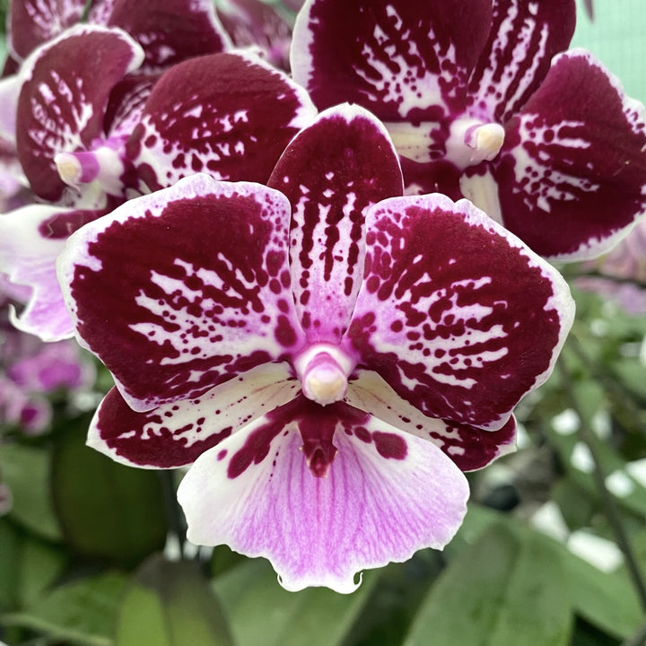 Phalaenopsis Miki Lord (big lip)