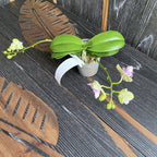 Phalaenopsis Miki Lovely Girl