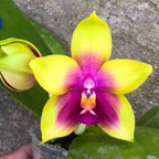 Phalaenopsis Miki Mok Choi Bear Queen '774'