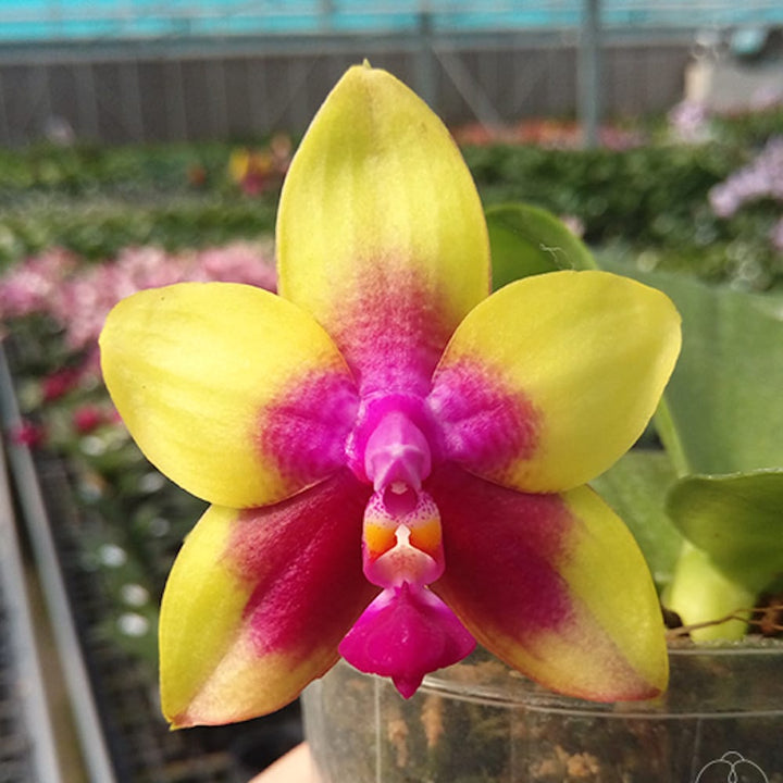 Phalaenopsis Miki Mok Choi Bear Queen '774'