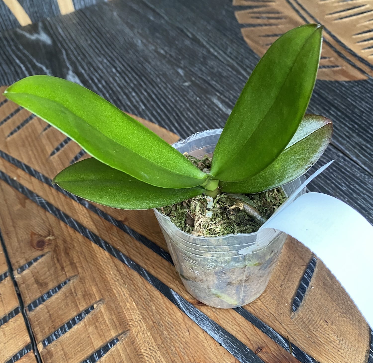 Phalaenopsis Miki Moon Rabbit '413'