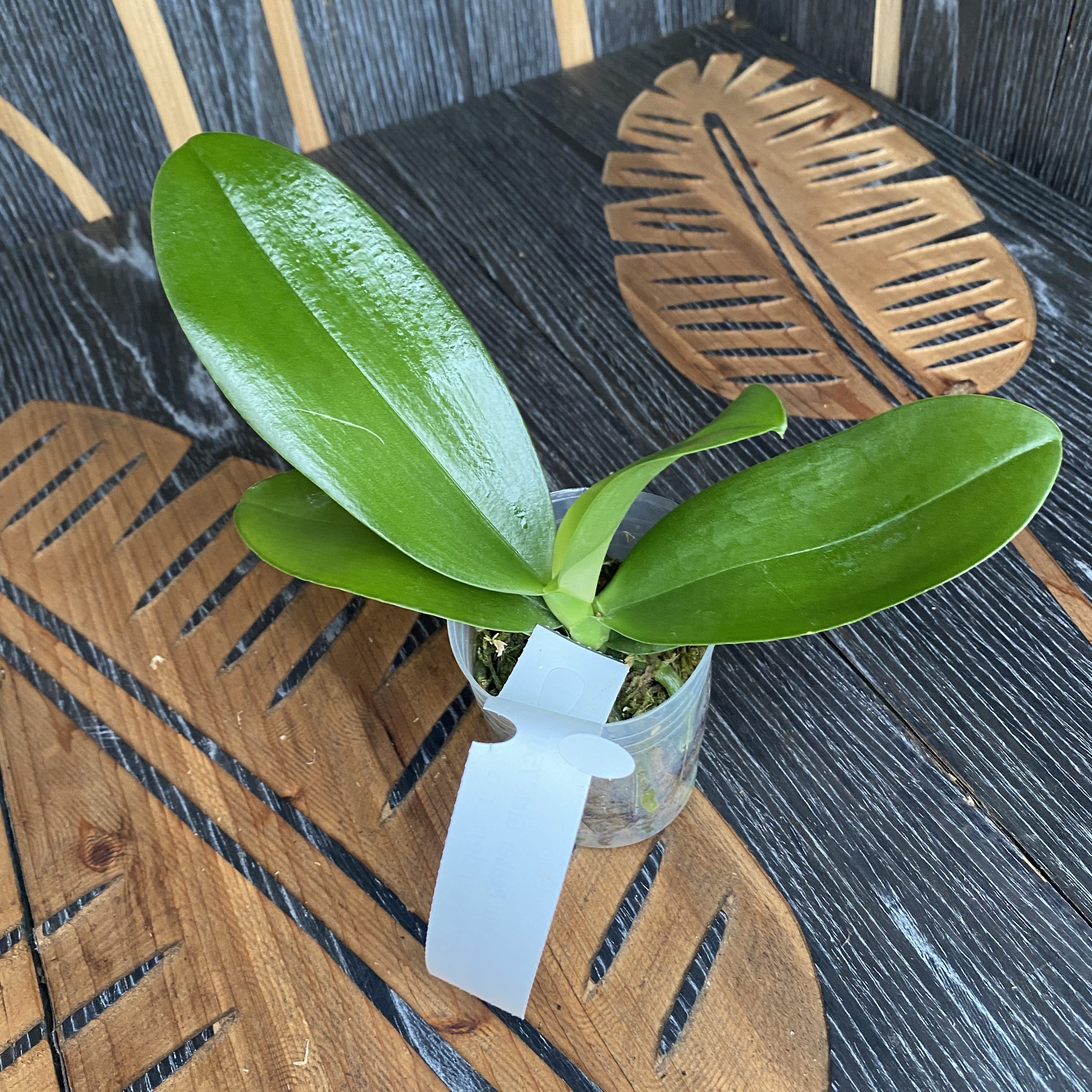 Phalaenopsis Miki Peoker Girl '750' - flori cerate parfumate