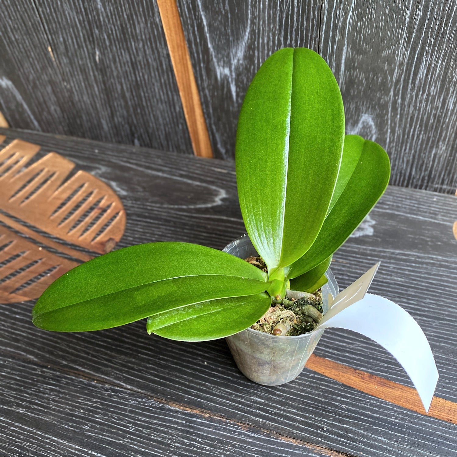 Phalaenopsis Miki Peoker Girl '751' - fiori cerati profumati