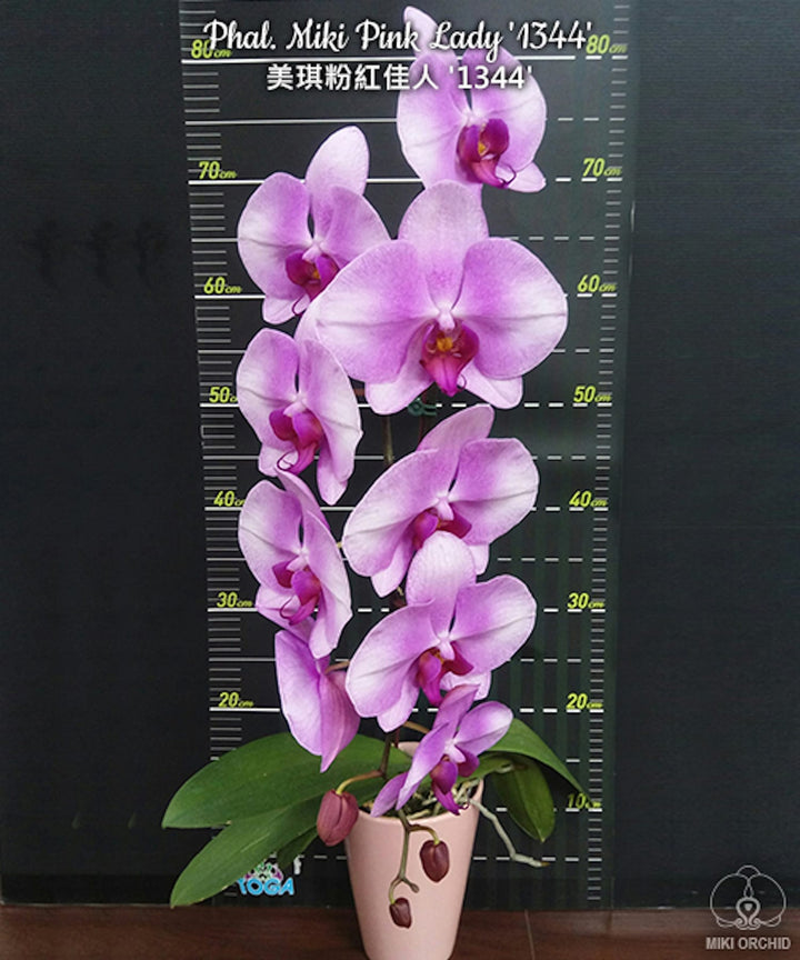 Phalaenopsis Miki Pink Lady '1344'