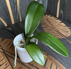 Phalaenopsis Miki Pink Lady '1344' - flori uriase!