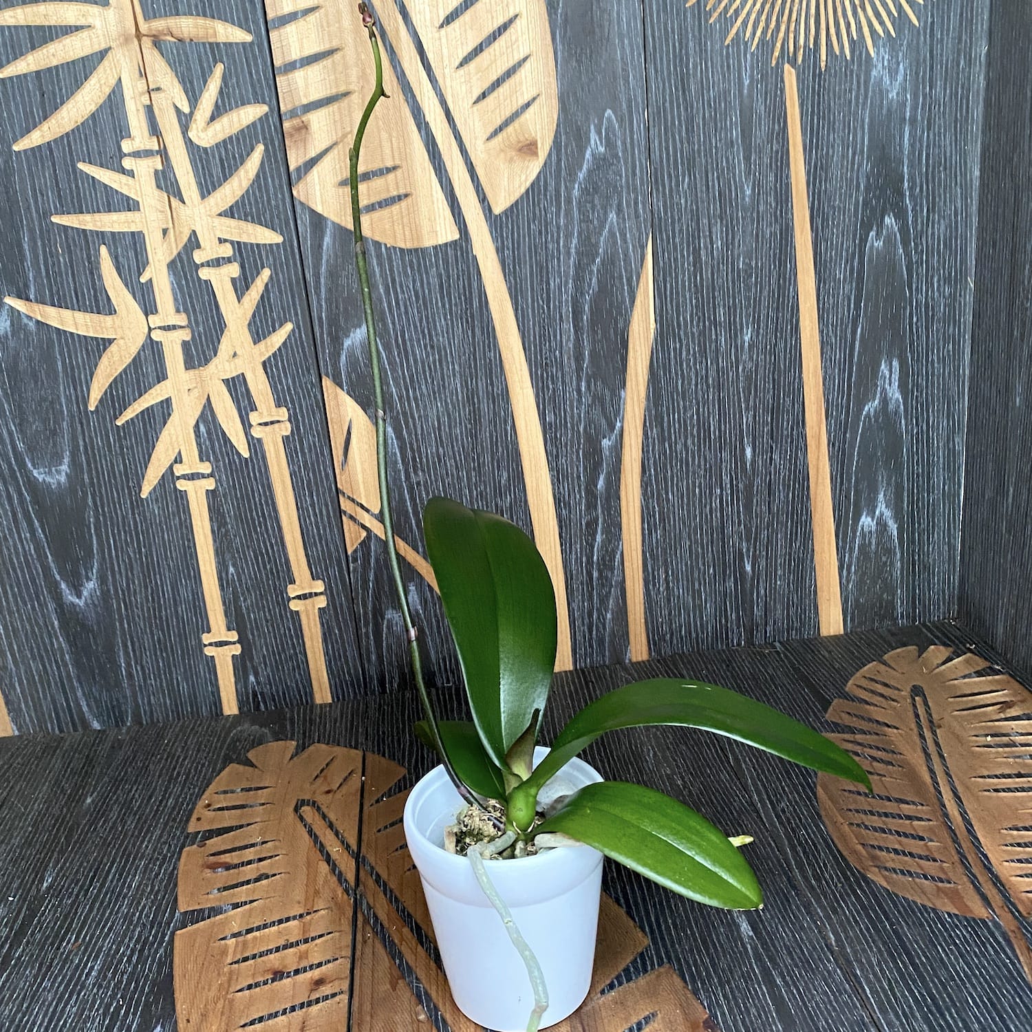 Phalaenopsis Miki Pink Lady '1344' - riesige Blumen!