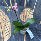 Phalaenopsis Miki Pinky Lychee (peloric)