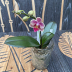 Phalaenopsis Miki Pinky Lychee (variazione 02)