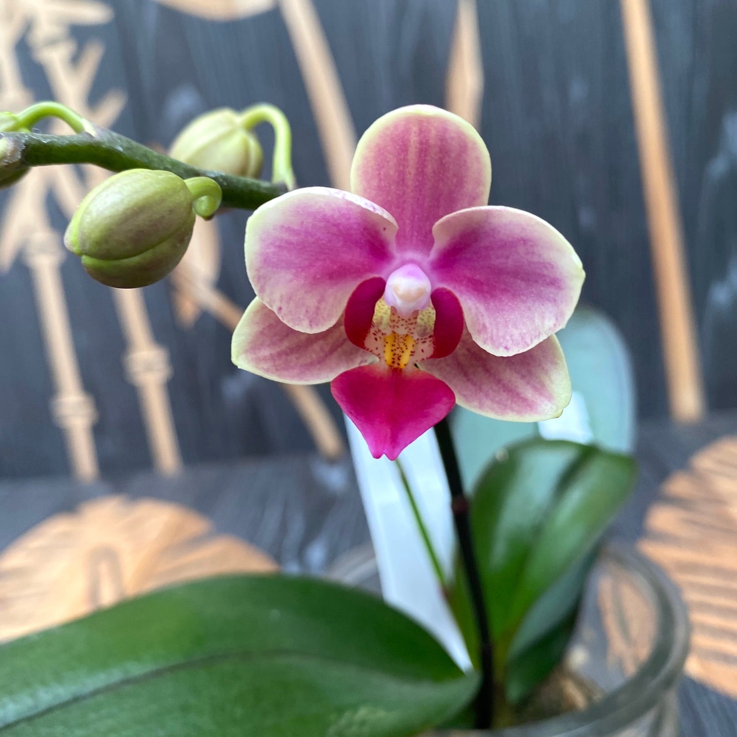 Phalaenopsis Miki Pinky Lychee (Variante 02)