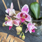 Phalaenopsis Miki Pinky Lychee (peloric)