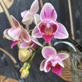 Phalaenopsis Miki Pinky Lychee (peloric)