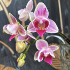 Phalaenopsis Miki Pinky Lychee (peloric)