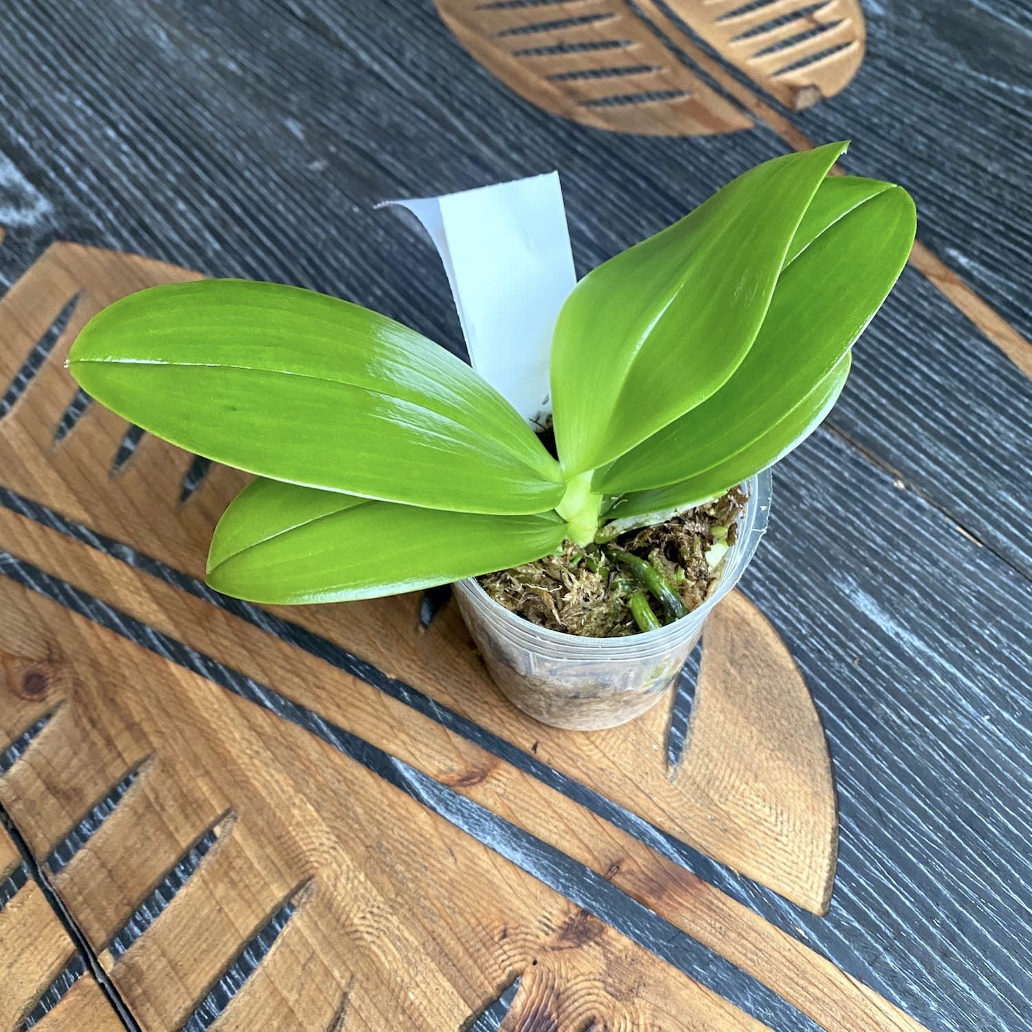 Phalaenopsis Miki Sabina '735'