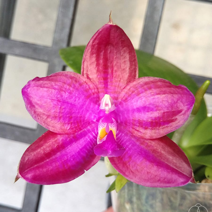 Phalaenopsis Miki Sabina '803'