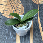 Phalaenopsis Miki Sweety (pelorica - 3 labbra)