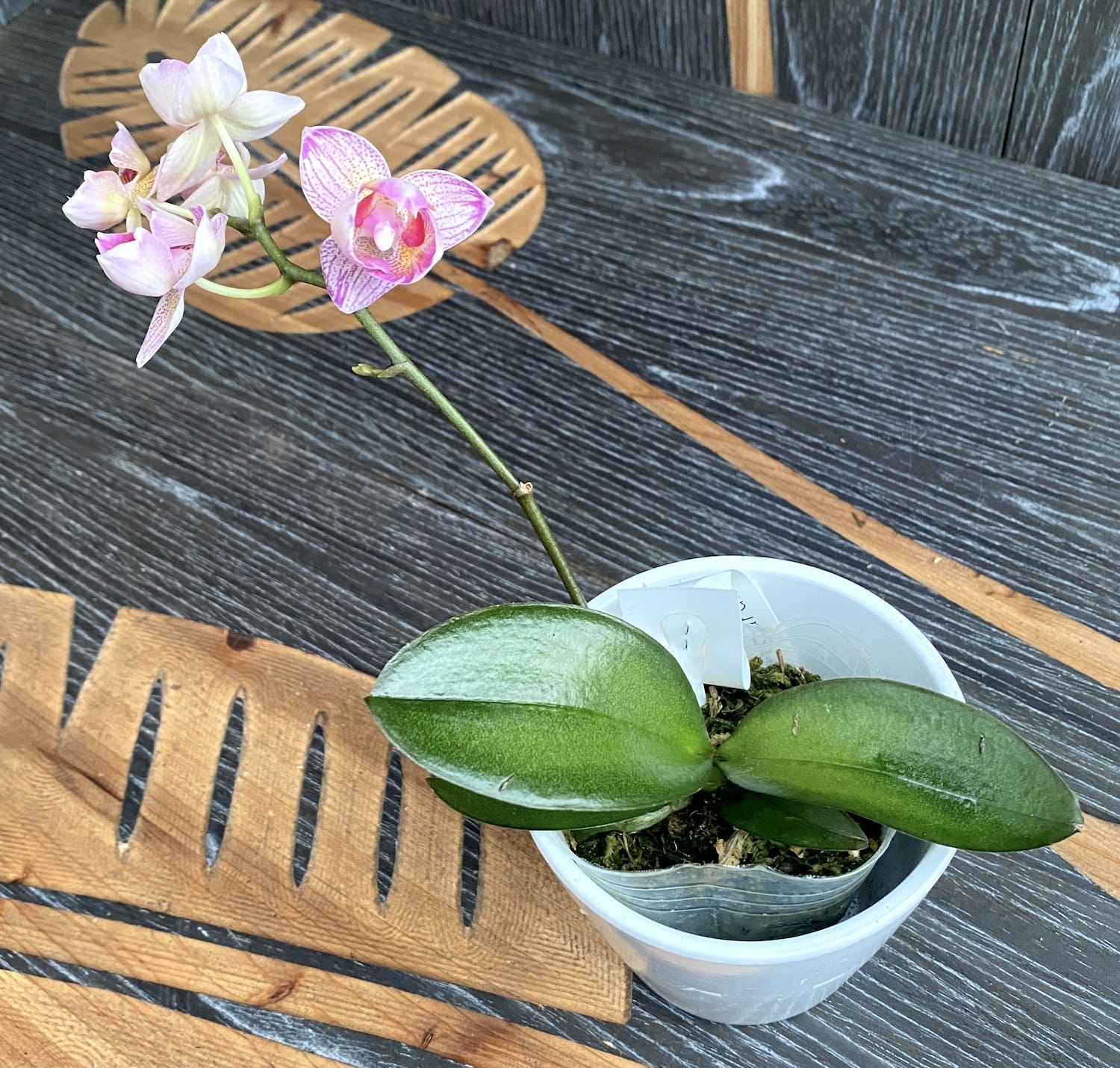 Phalaenopsis Miki Sweety (pélorique - 3 lèvres)