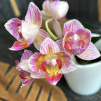 Phalaenopsis Miki Sweety (pelorica - 3 labbra)