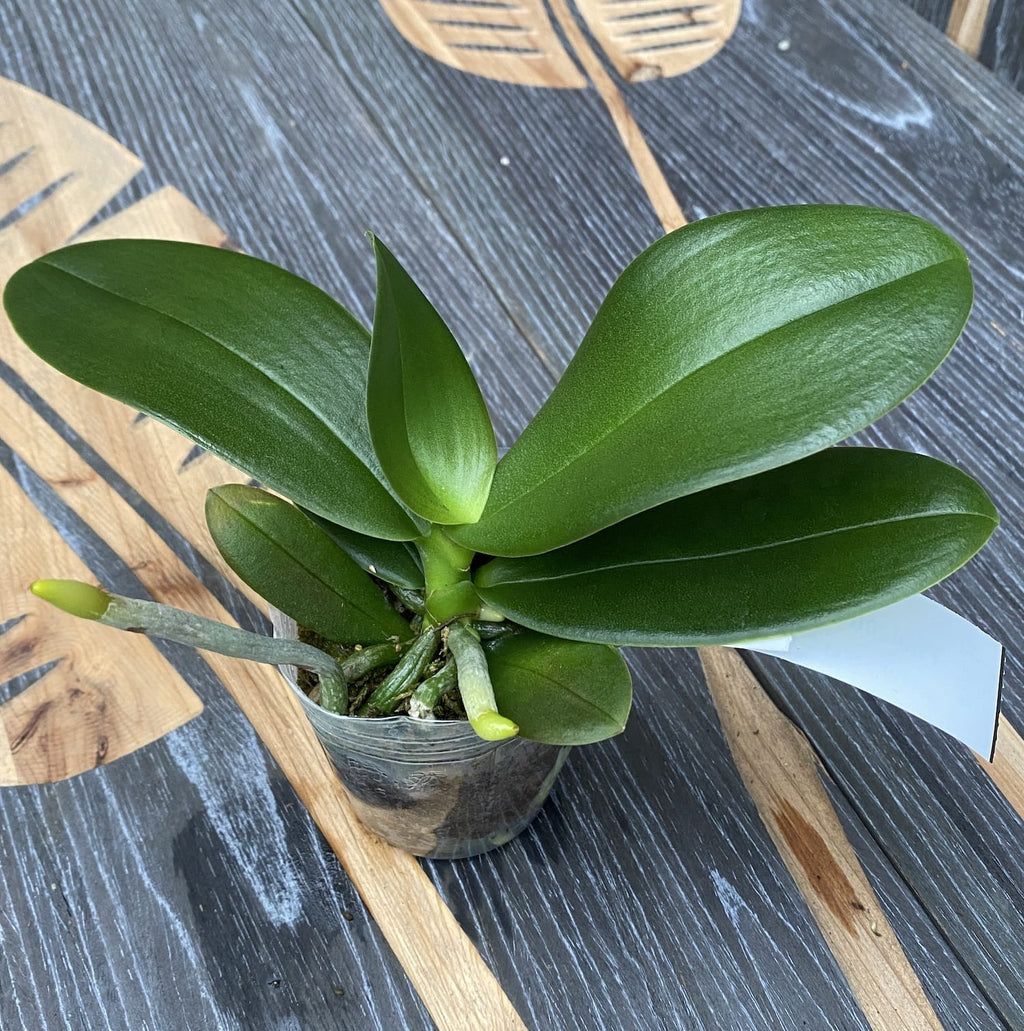 Phalaenopsis Miki Violet Butterfly