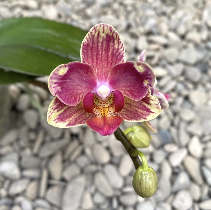 Phalaenopsis Miki Wagashi (peloric)