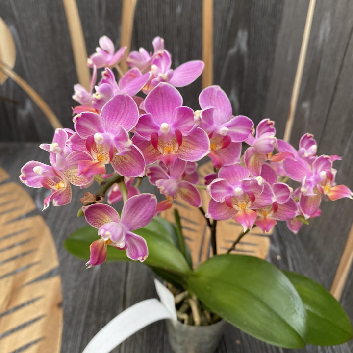 Phalaenopsis Miki Wagashi (peloric)