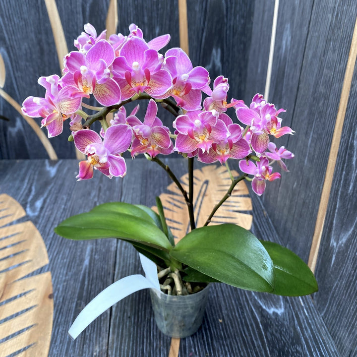 Phalaenopsis Miki Wagashi (peloric)