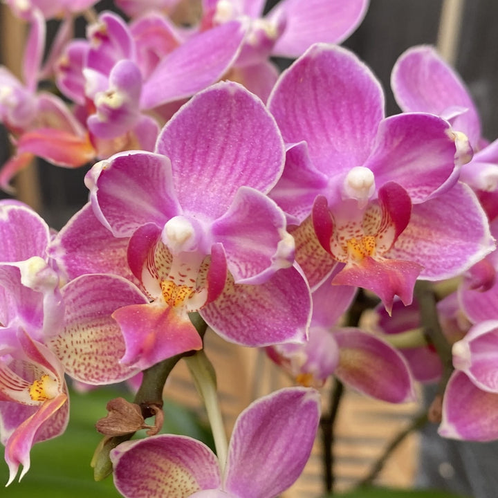 Phalaenopsis Miki Wagashi (peloric)