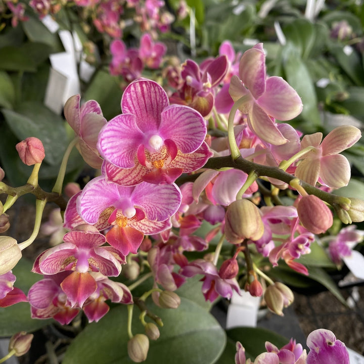 Phalaenopsis Miki Wagashi (peloric)