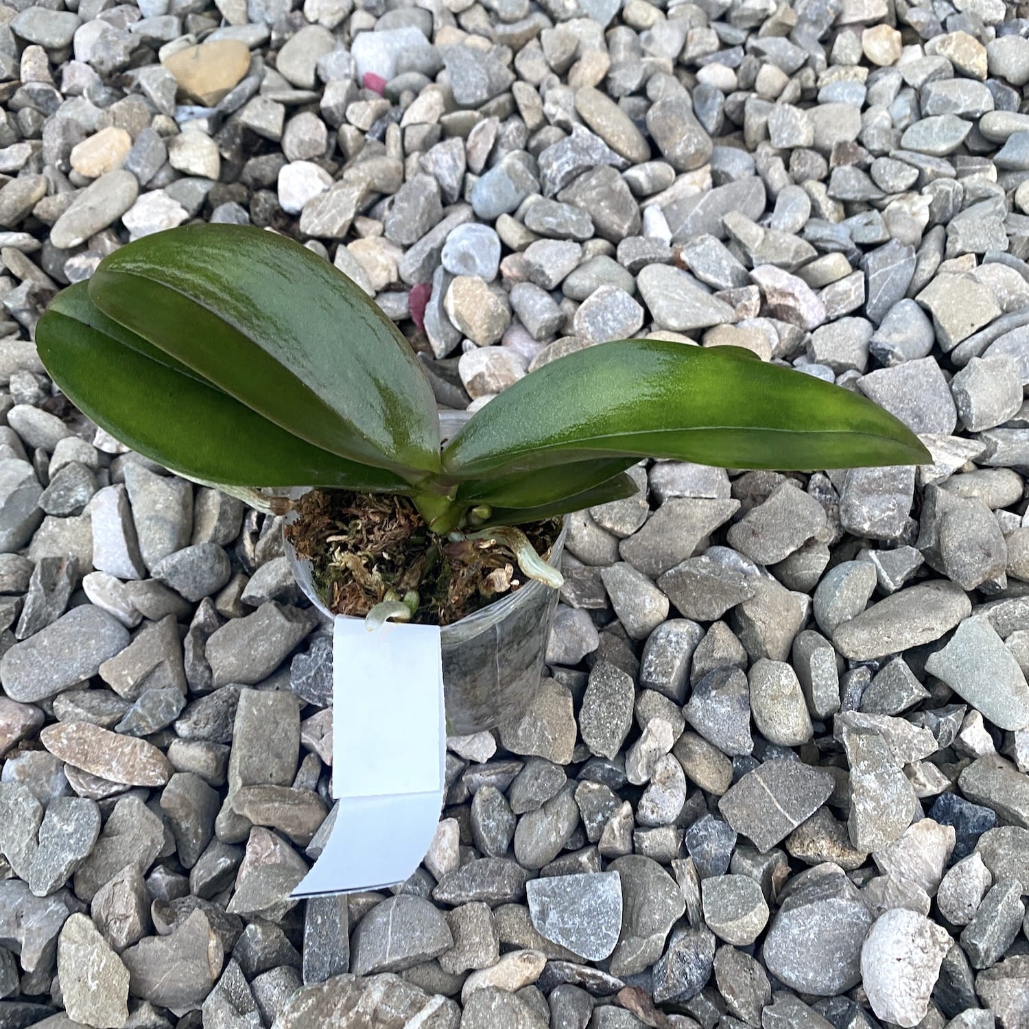 Phalaenopsis Miki Wagashi 'Splash'