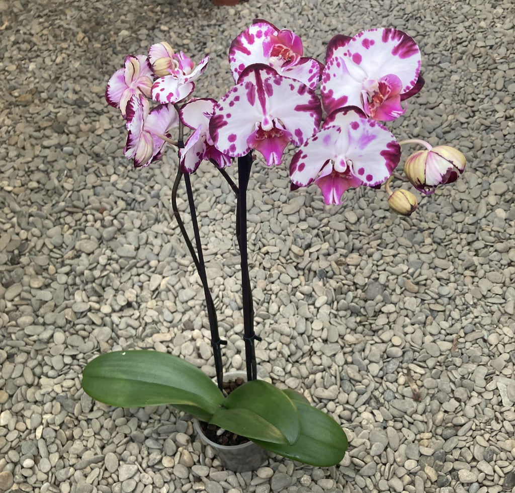 Phalaenopsis Minks