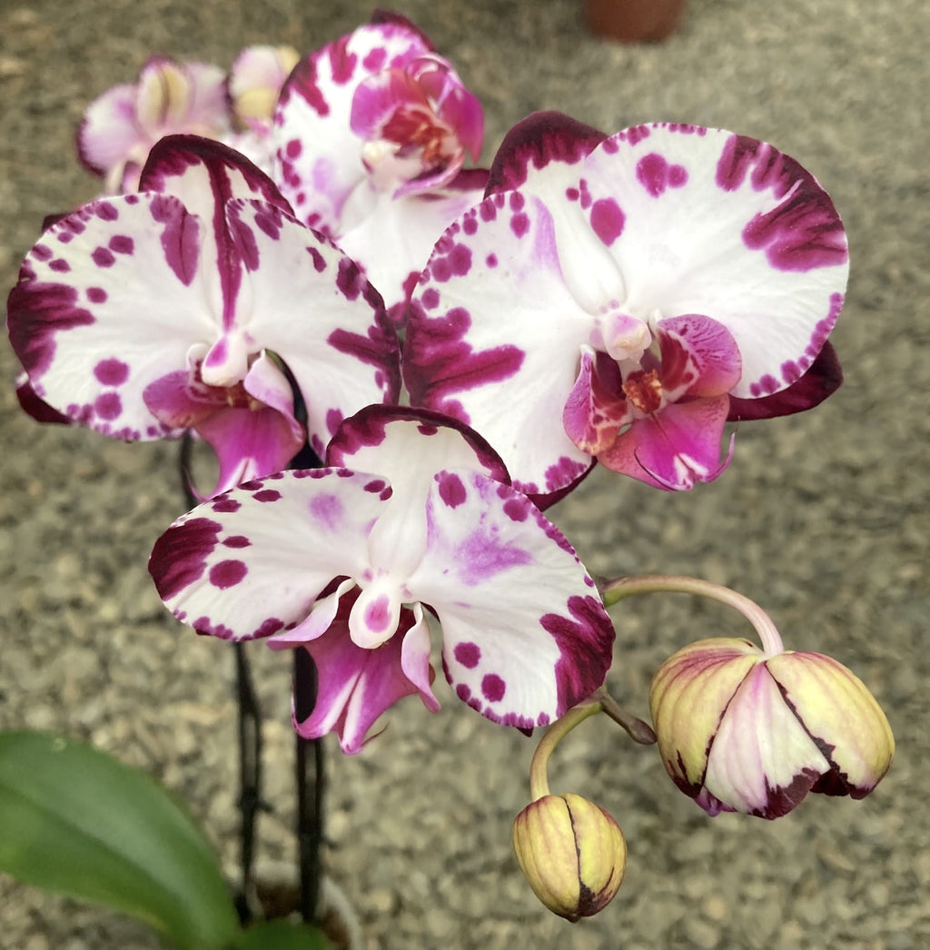 Phalaenopsis Minks