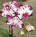Phalaenopsis Minks