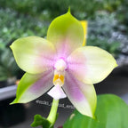 Phalaenopsis Mituo Prince
