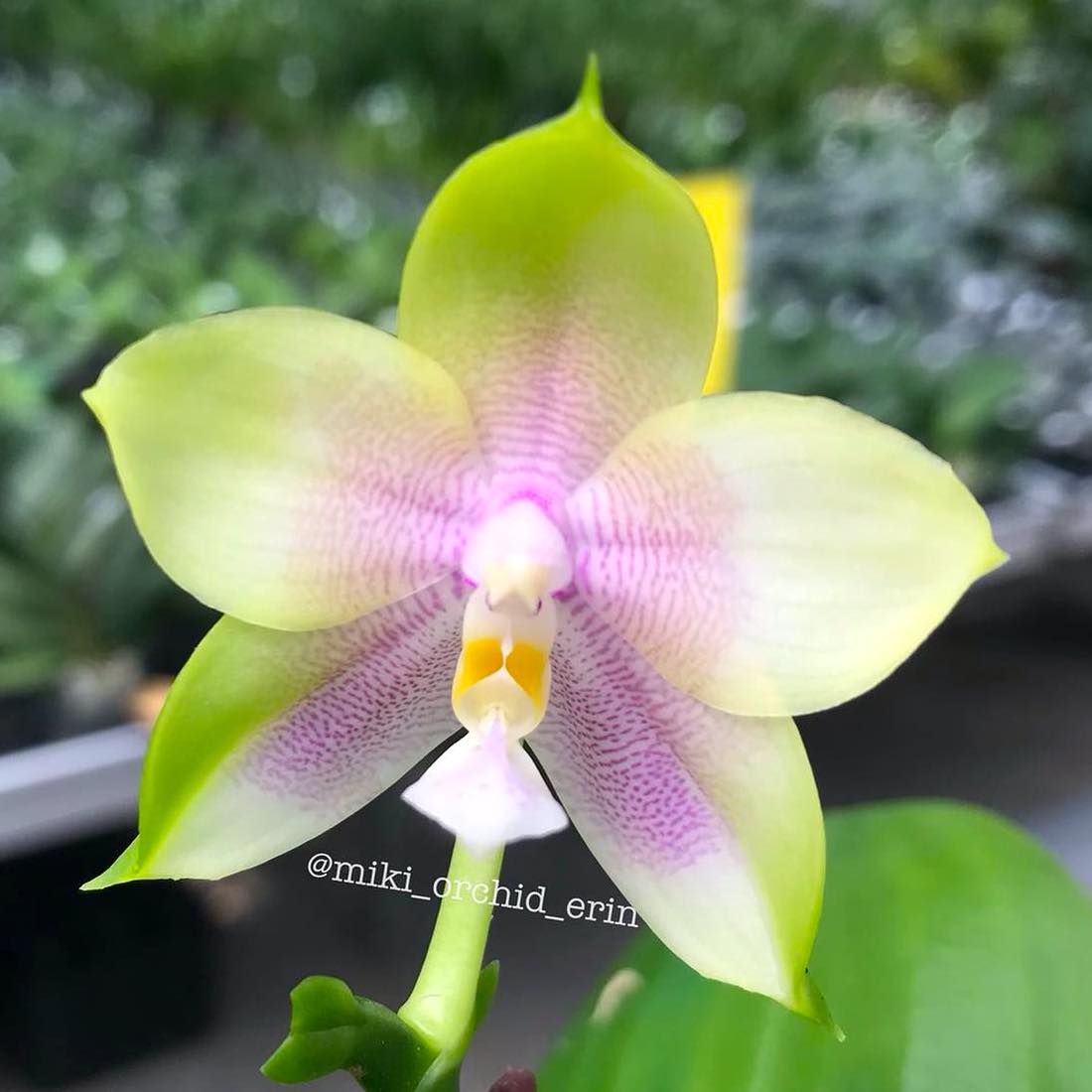 Phalaenopsis Mituo Prince