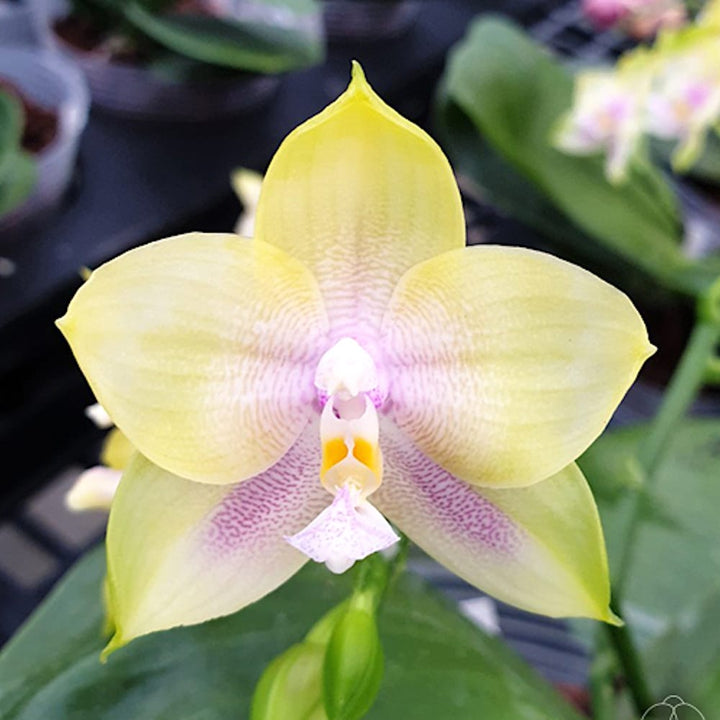 Phalaenopsis Mituo Prince