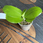 Phalaenopsis Mituo Prince